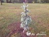 Eglė dygioji ,The Blues' (lot. Picea pungens)